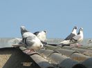 IMG_4904