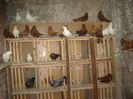 DSC07396