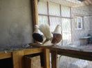 DSC07456