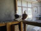 DSC07458