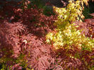 Acer Bloodgood & Katsura (2014, Apr.20)