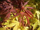 Acer Bloodgood & Katsura (2014, Apr.20)