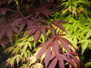 Acer Bloodgood & Katsura (2014, Apr.24)