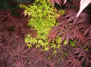 Acer Katsura & Bloodgood (2014, Apr.24)