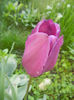 Tulipa Purple Flag (2014, April 21)