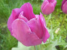 Tulipa Purple Flag (2014, April 21)