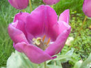 Tulipa Purple Flag (2014, April 21)