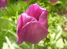 Tulipa Purple Flag (2014, April 22)
