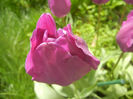 Tulipa Purple Flag (2014, April 22)