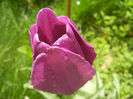 Tulipa Purple Flag (2014, April 22)