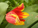 Tulipa Mickey Mouse (2014, April 21)