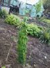 Northern Brewer 2014-04-25 12.30.33