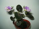 DSC07931