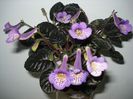 DSC07950