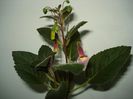 DSC07954
