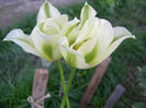P1018964