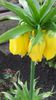 fritilaria