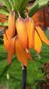 fritillaria