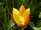 Tulipa clusiana Chrysantha (2014, Apr.21)