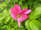 Rosa rugosa (2014, April 24)