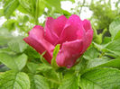 Rosa rugosa (2014, April 24)