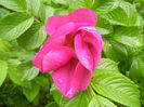 Rosa rugosa (2014, April 24)