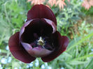 Tulipa Queen of Night (2014, April 23)