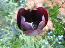 Tulipa Queen of Night (2014, April 23)