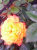 IMG_20140426_100501