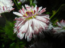 Bellis perennis Habanera (2014, April 24)