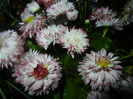 Bellis perennis Habanera (2014, April 24)