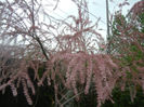 Tamarix tetranda (2014, April 24)