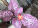 Strawberry Mist