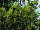 DSCN6835