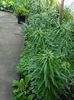 DSCN6877
