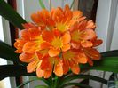 clivia in floare (2)