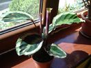 calathea roseopicta (3)