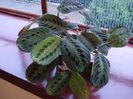 maranta tricolor (4)