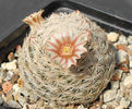 mammillaria chica