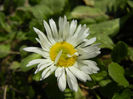 Bellis perennis (2014, March 12)