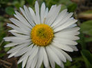 Bellis perennis (2014, March 17)