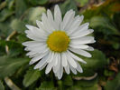 Bellis perennis (2014, March 17)