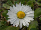 Bellis perennis (2014, March 17)