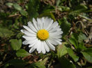 Bellis perennis (2014, March 19)