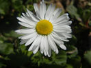 Bellis perennis (2014, March 19)