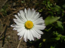 Bellis perennis (2014, March 19)