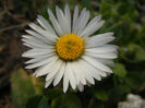 Bellis perennis (2014, March 20)