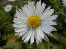 Bellis perennis (2014, March 20)