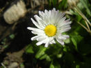 Bellis perennis (2014, March 23)