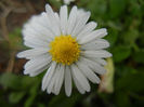 Bellis perennis (2014, March 24)